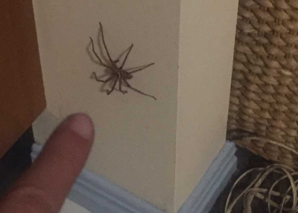 Araña australia
